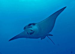 Eagle Ray gliding over head in Galapagos ~ Nikon D70 by Jeannette Howard 